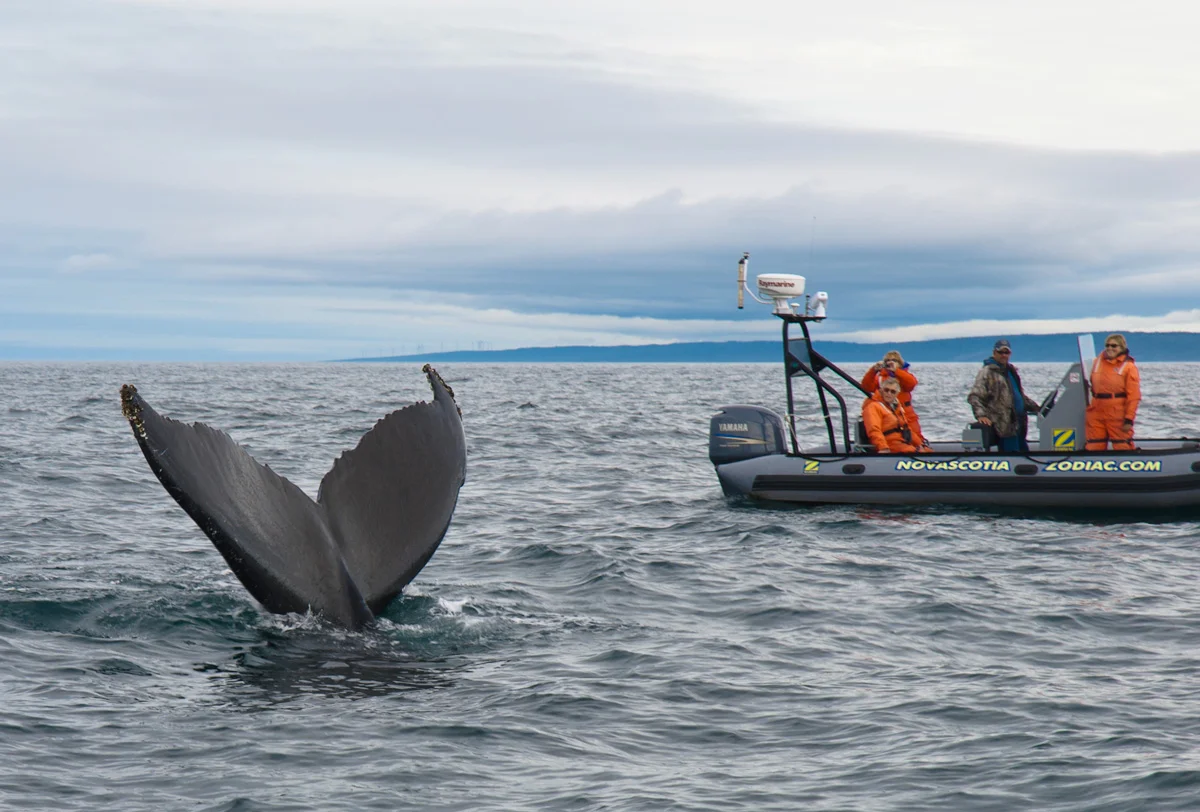 Near Digby, Humpback whale tail