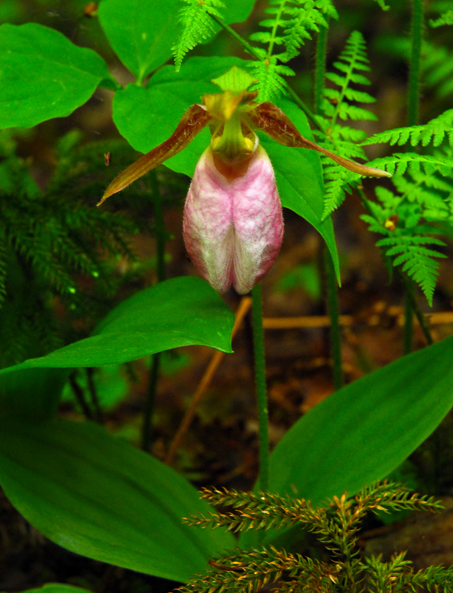 Pink Lady's Slipper