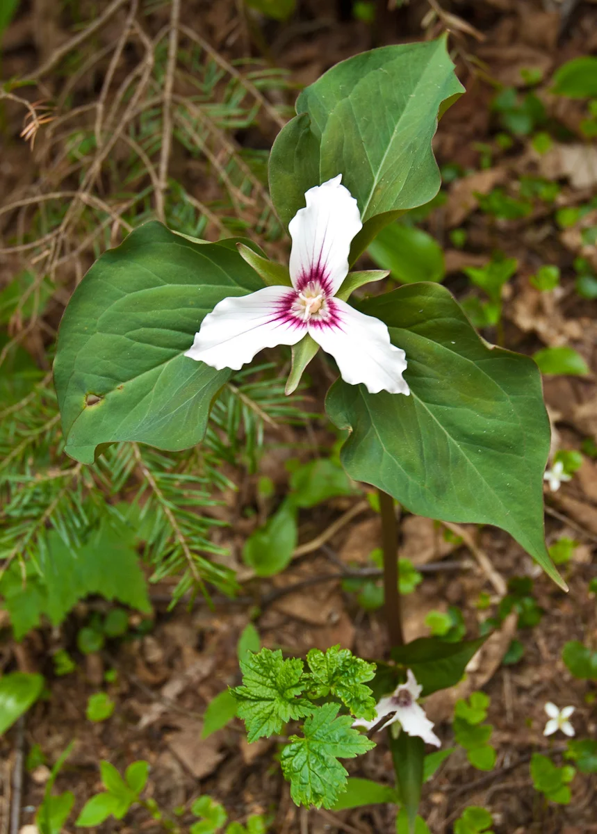 Painted Trillium