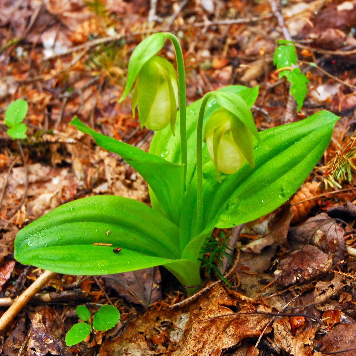 Yellow Lady's Slipper