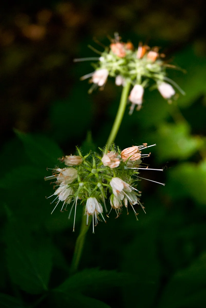 Peppermint
