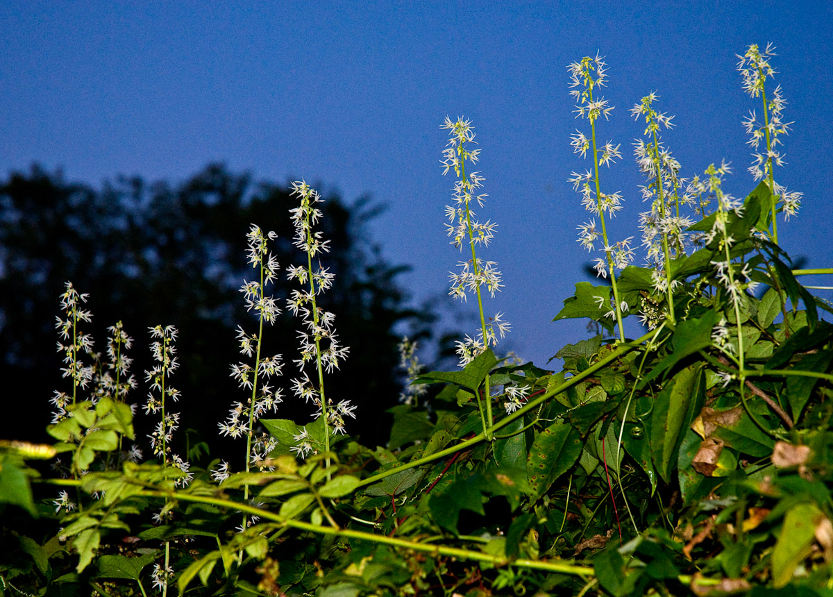 Foamflower