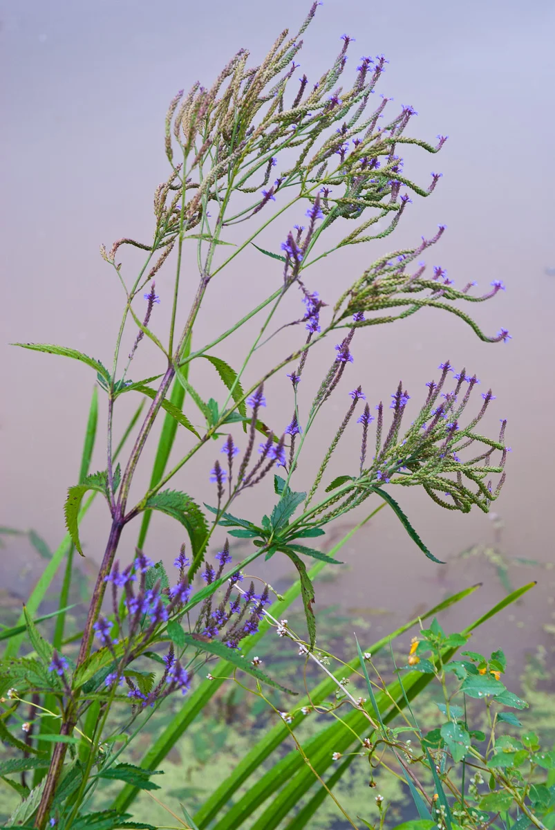 Blue Vervain