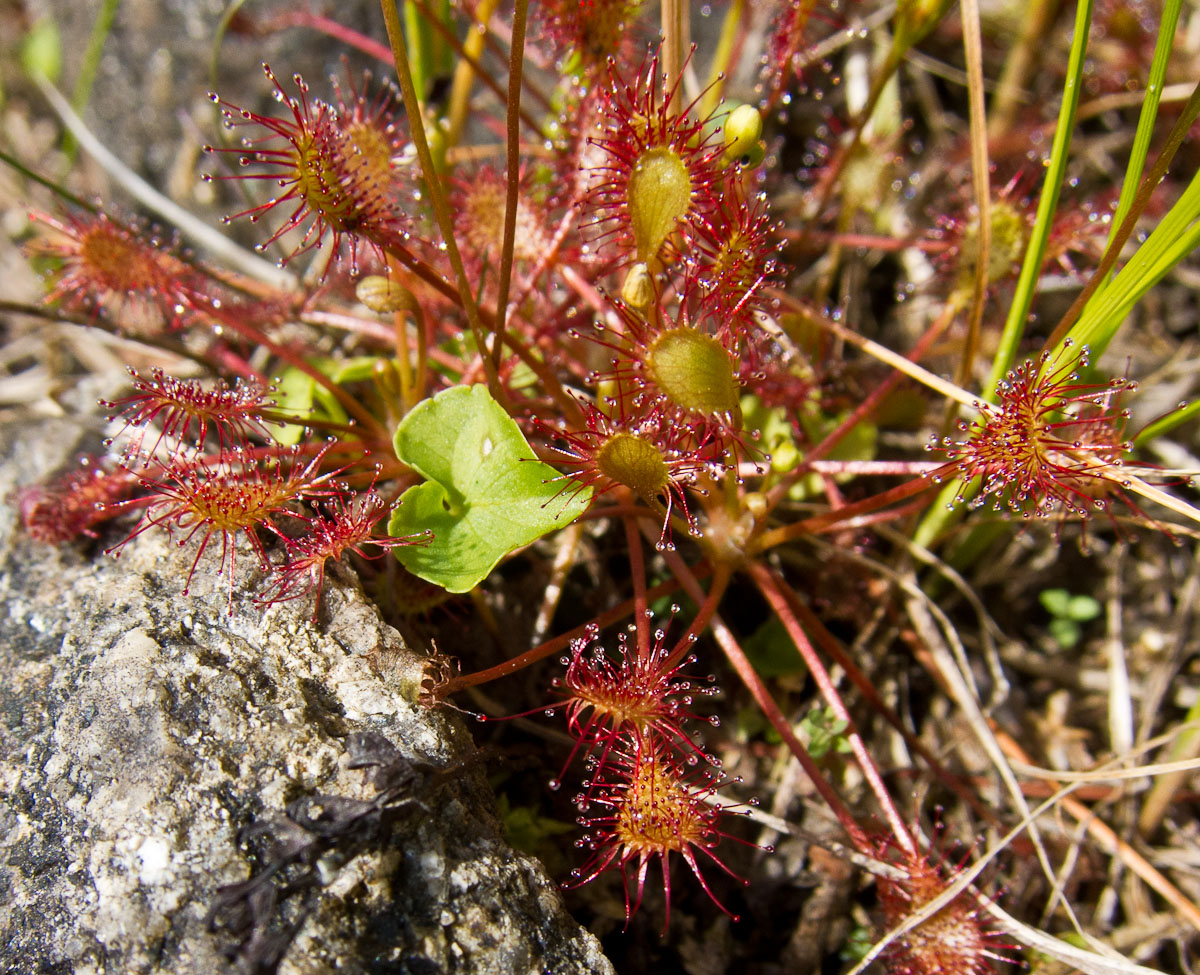 Round-leaved Sundew