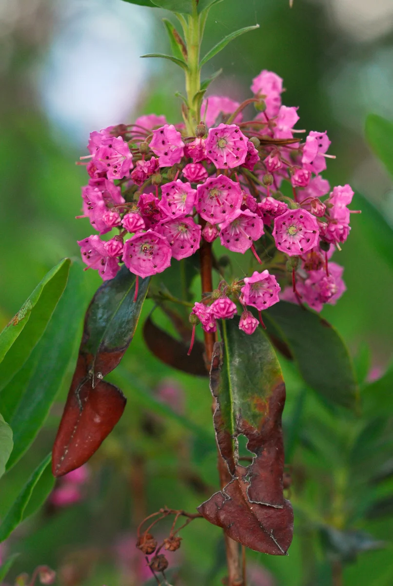 Sheep Laurel