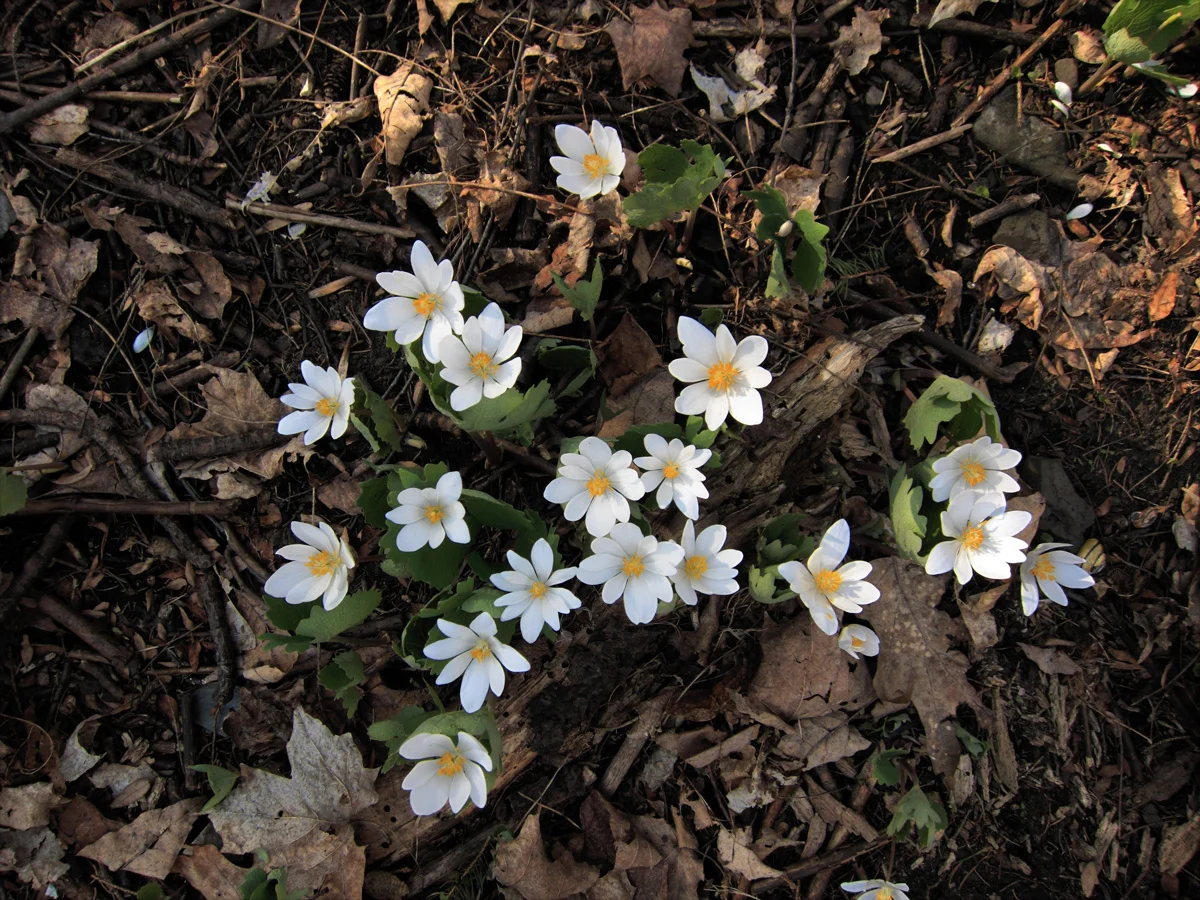 Bloodroot