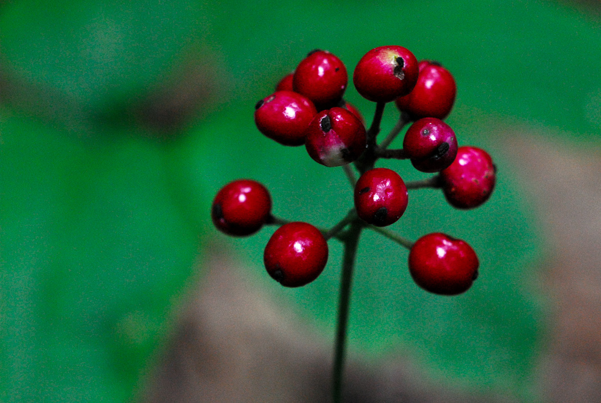 Red Baneberry