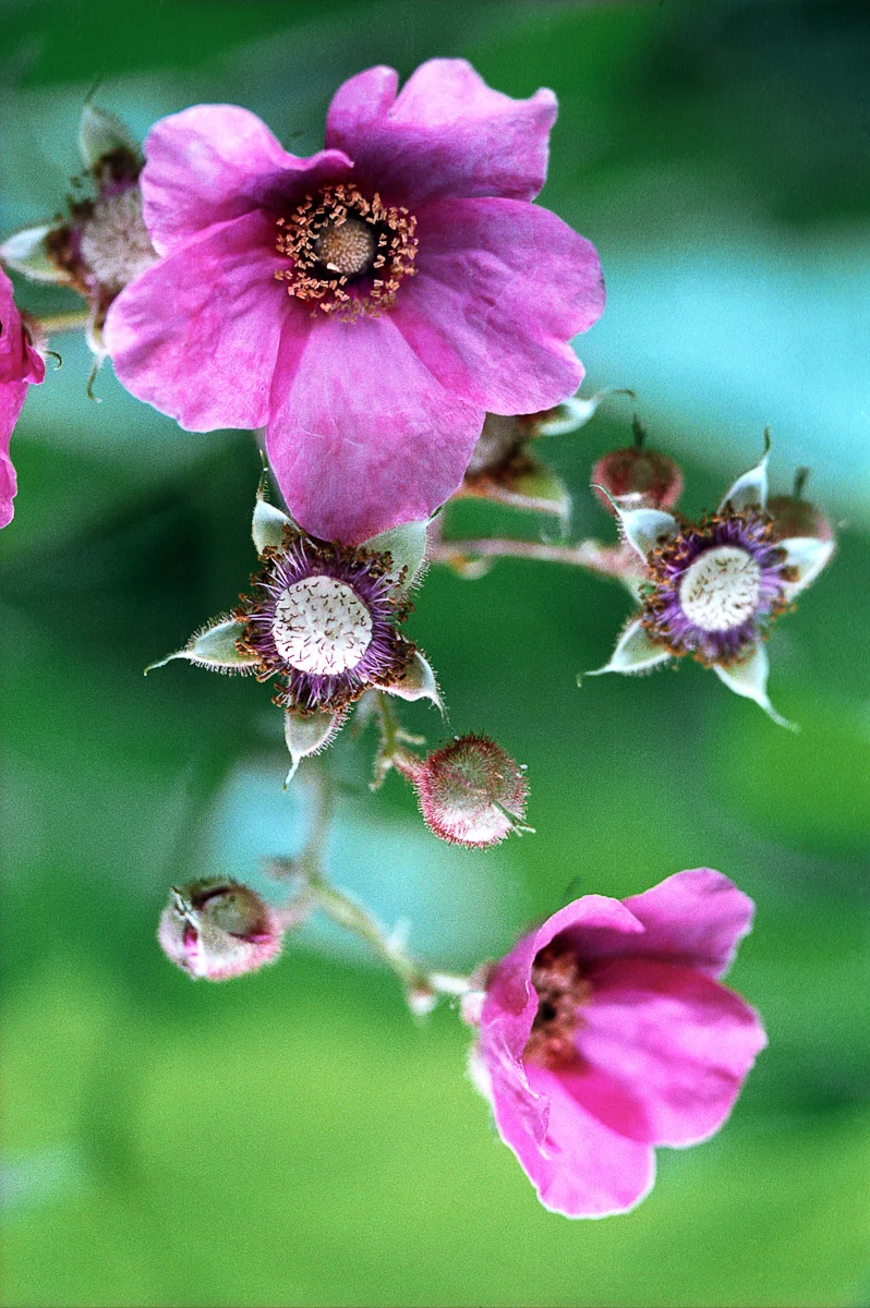 Framboisier (original).jpg