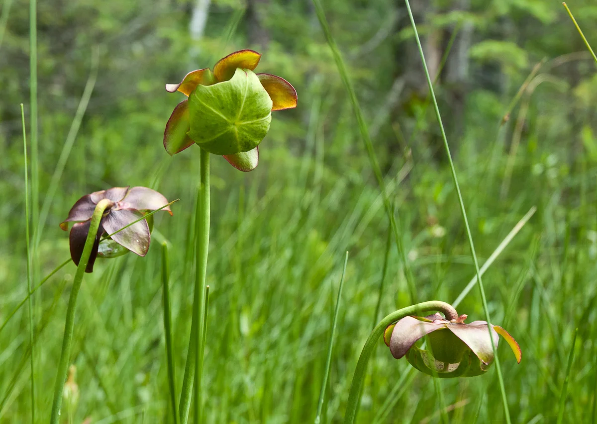 Pitcher Plant