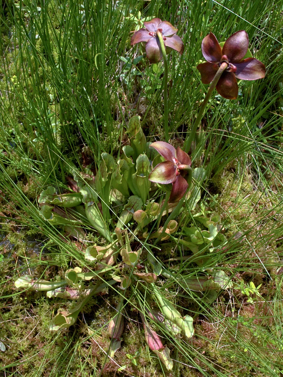 Pitcher Plant