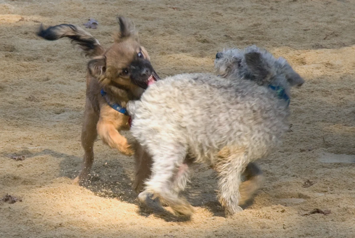 Dog park, NYC