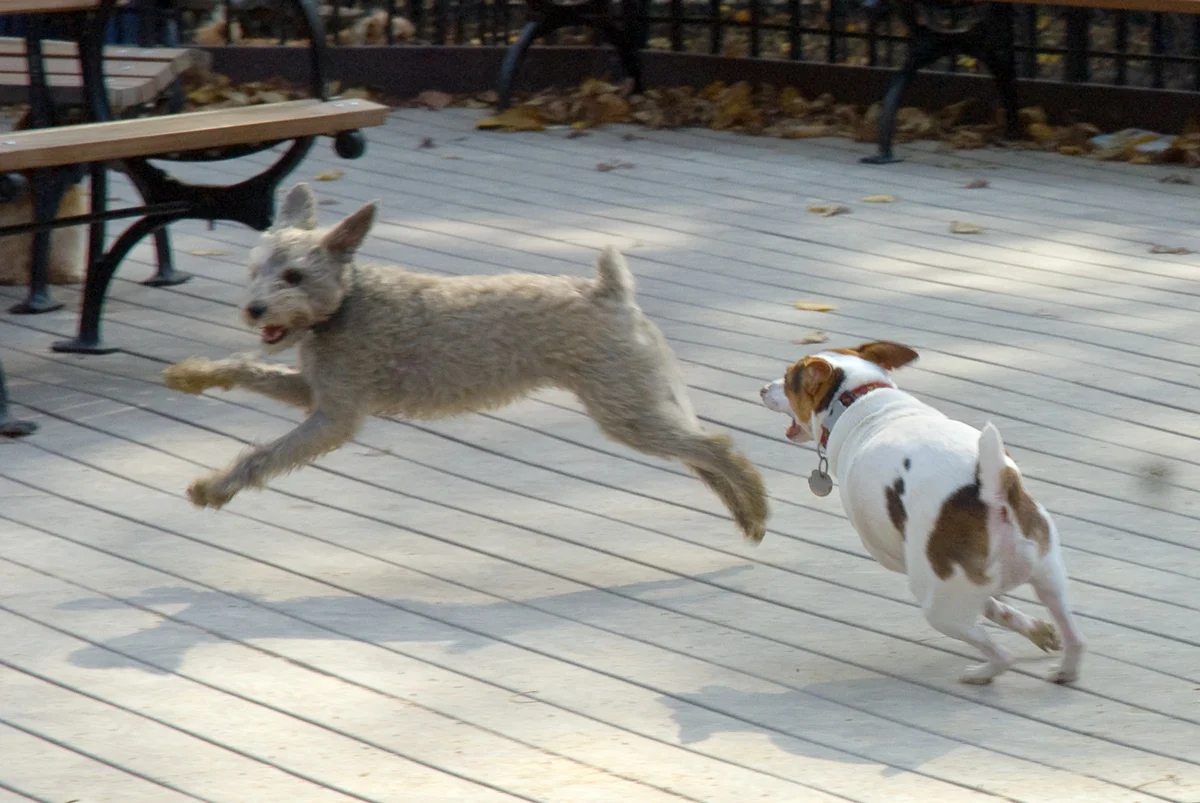 Dog park, NYC