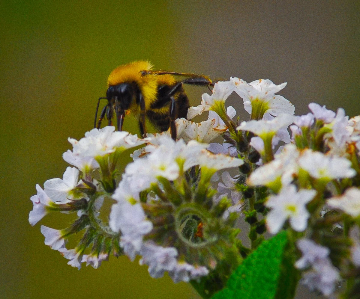 Abeille sur mon balcon. Je plante des héliotrophe pour eux. 
