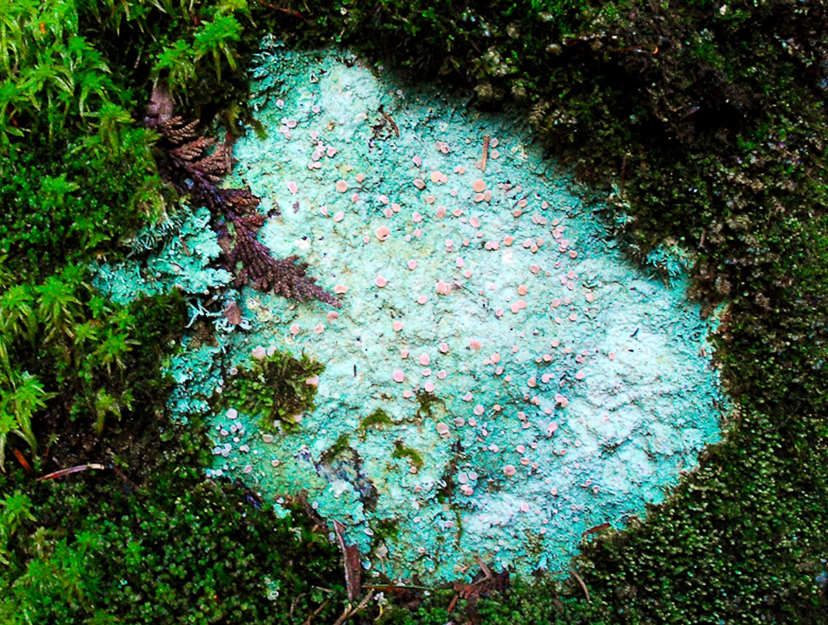 Peat Moss fungi