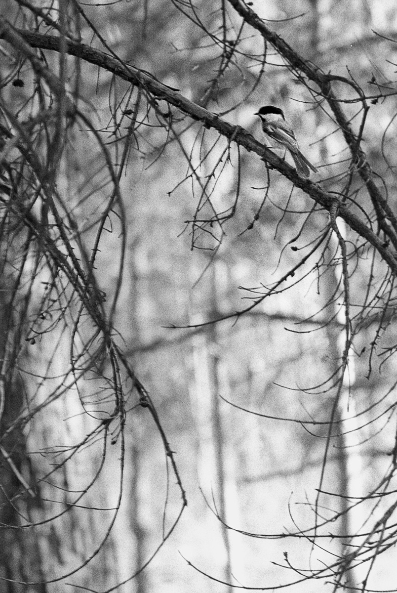 Mésange, Parc du mont Royal