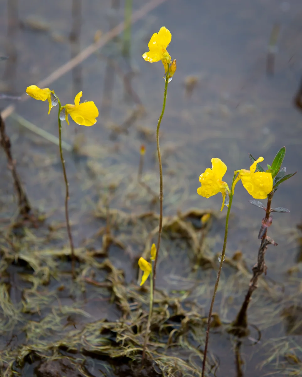 Horned Bladderwort