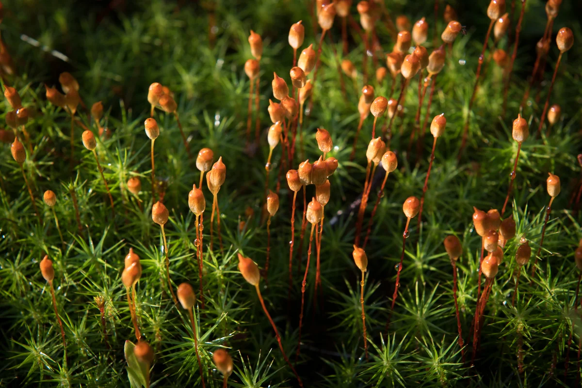Moss Tortula modica