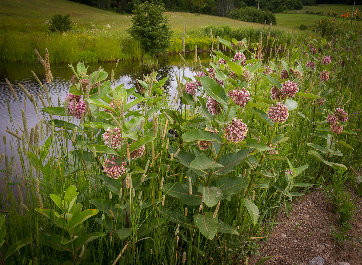 Common Milkweed