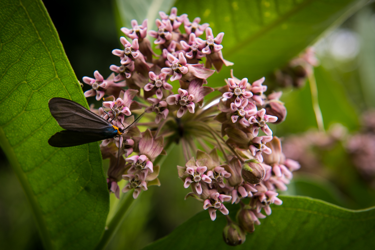 Common Milkweed