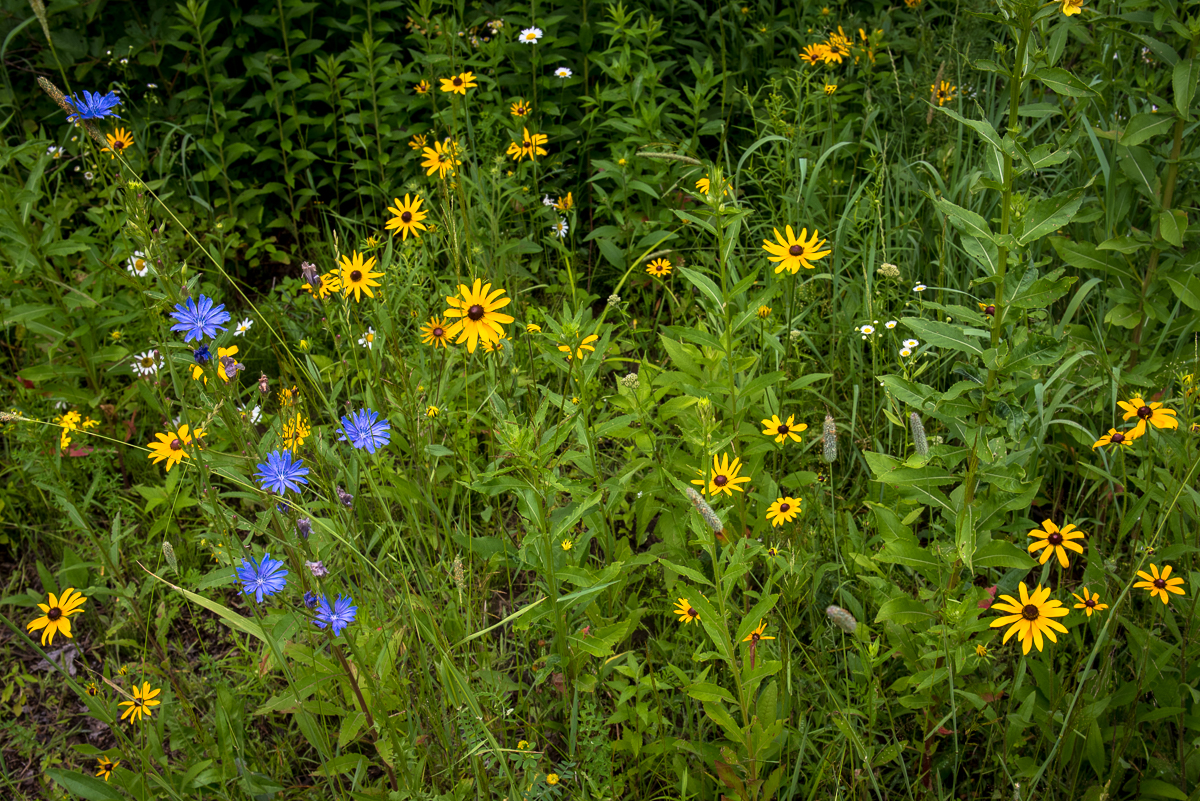 Black-eyed Susan and Chicory