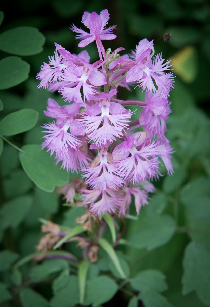 Large Purple Fringed Orchid