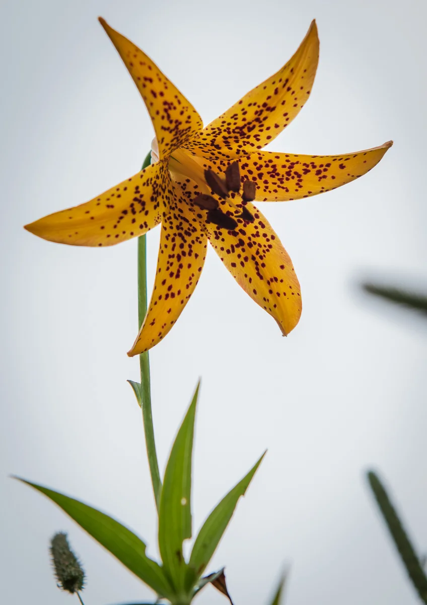 Canada Lily