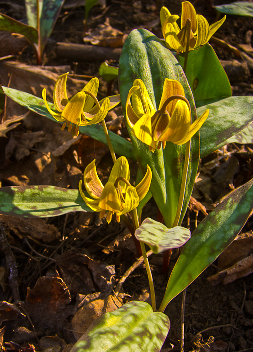 Trout Lily aka Dogtooth Violet