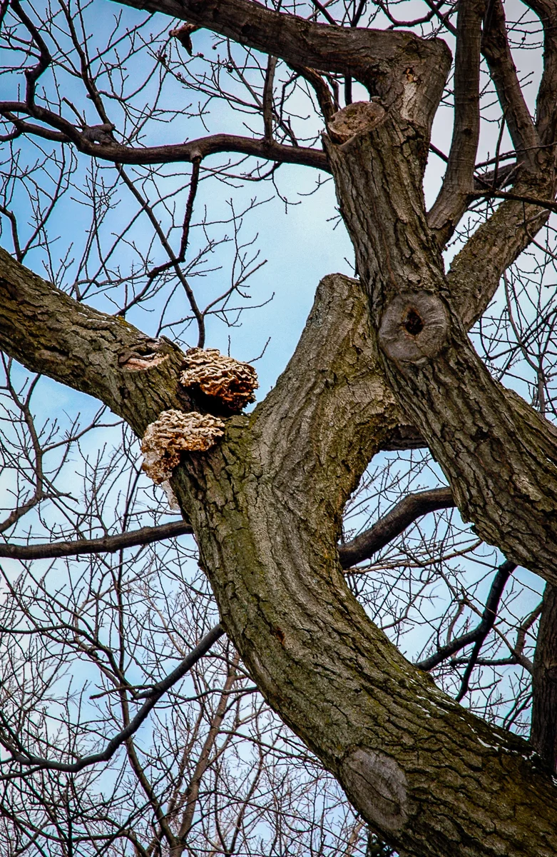 Chicken Mushroom