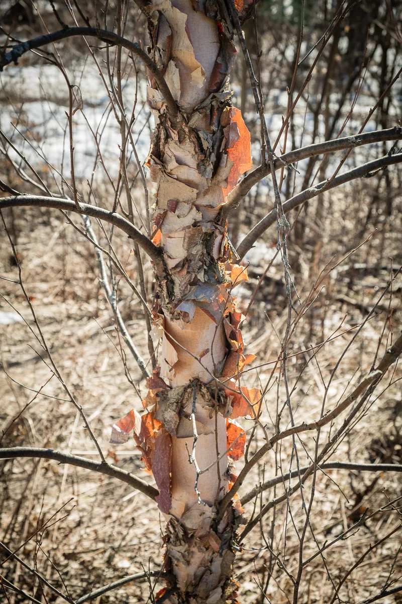 Paper Birch, Mount Royal park