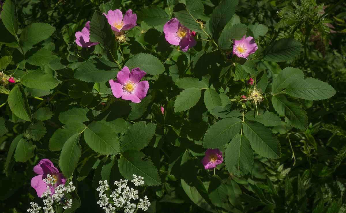 Dog Rose