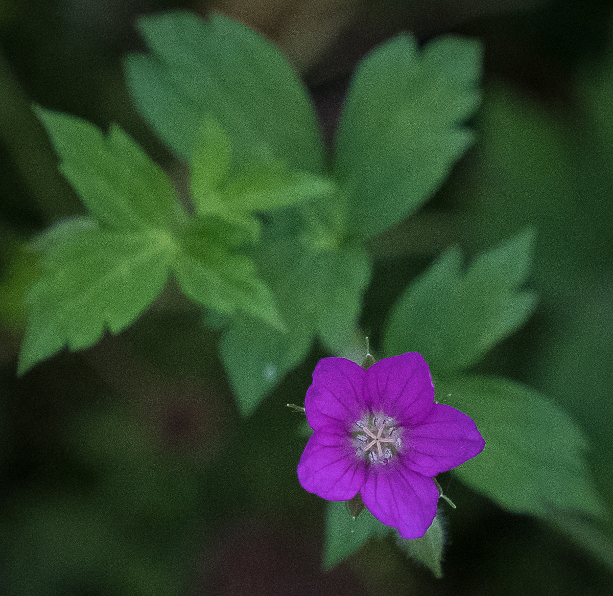 DSCF3099.jpg