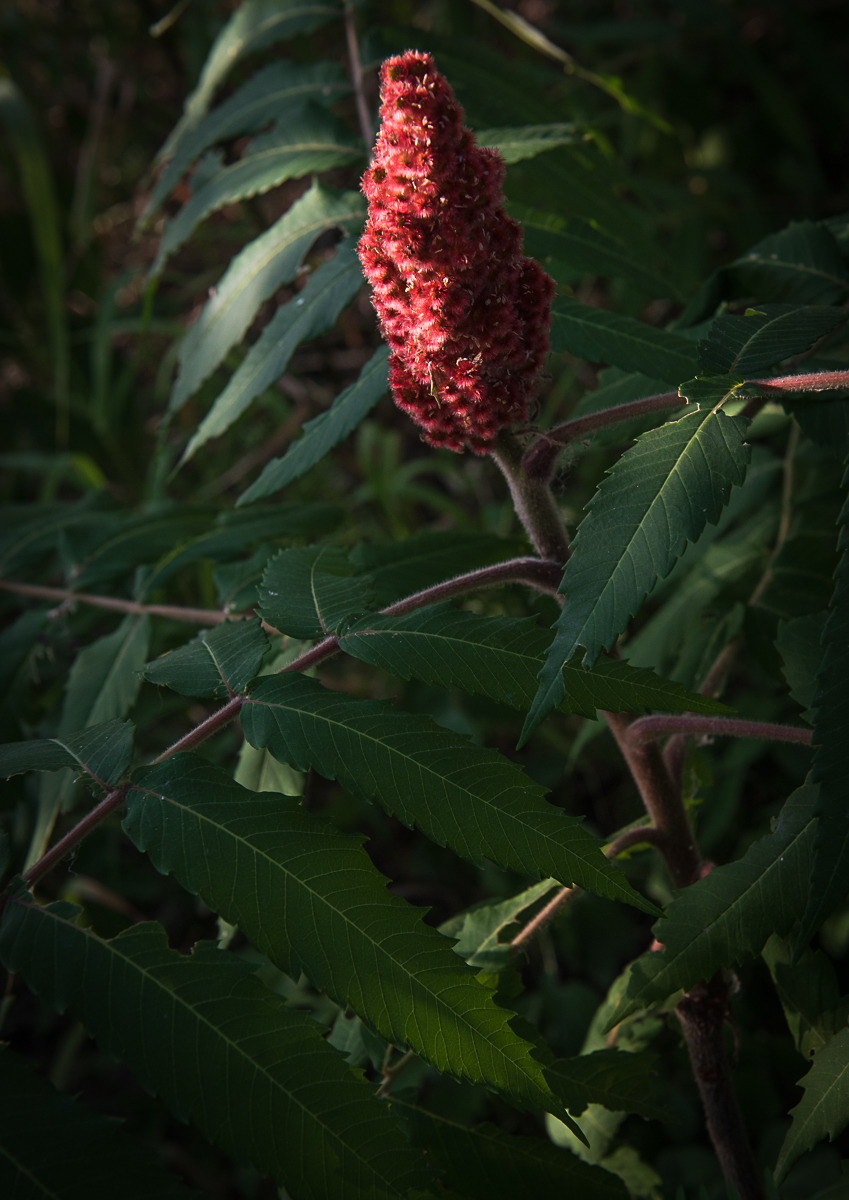 Sumac