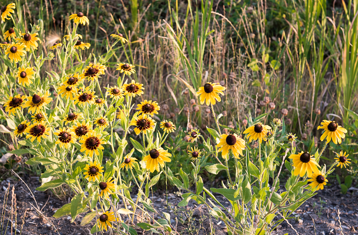 Black-eyed Susan