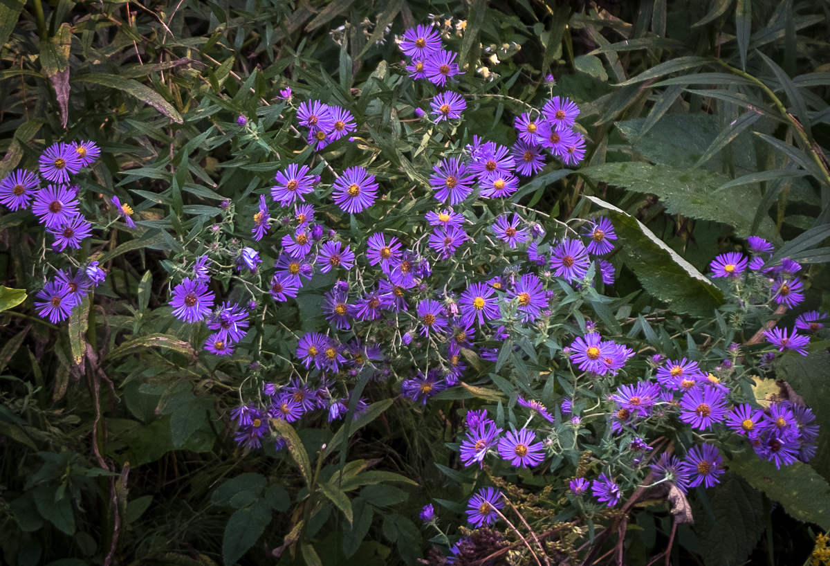 New York Aster