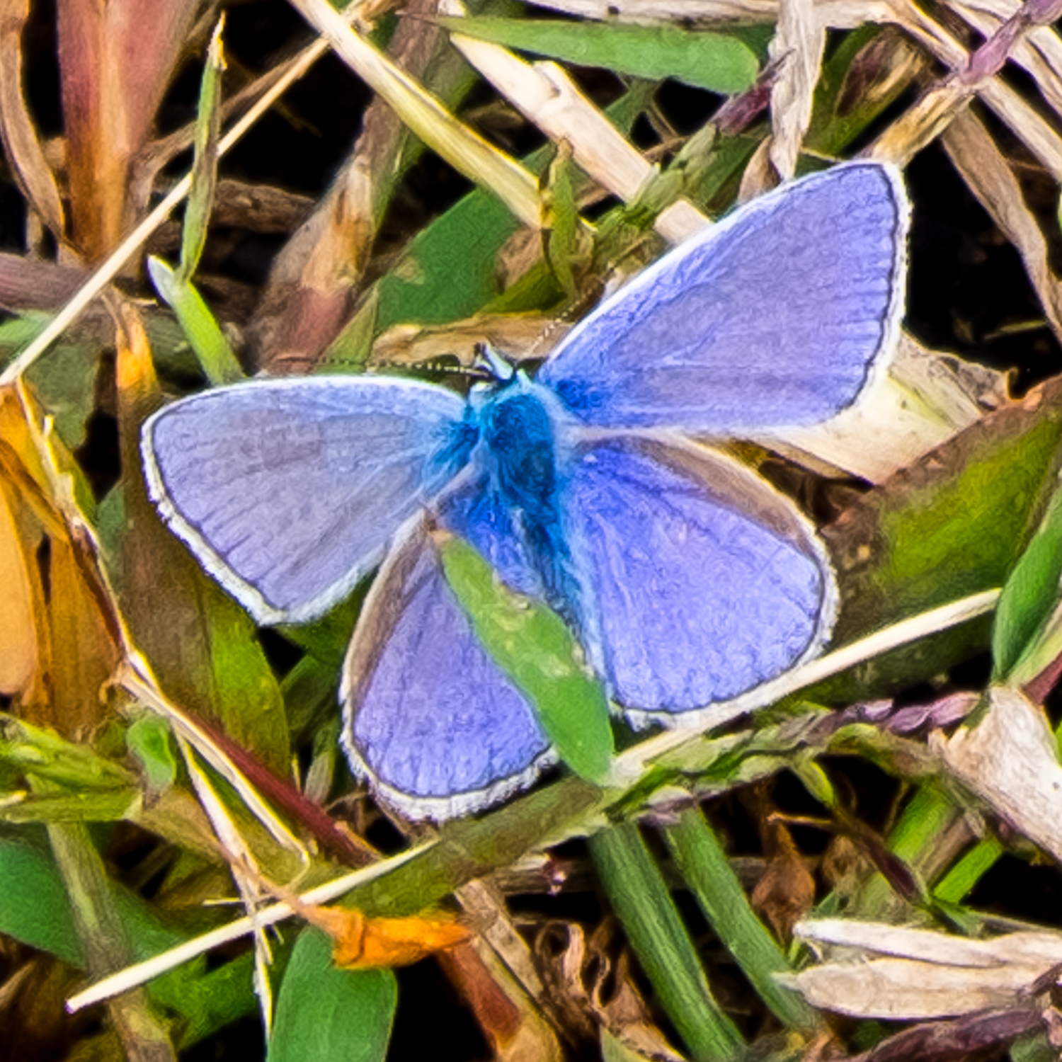DSCF2940.jpg