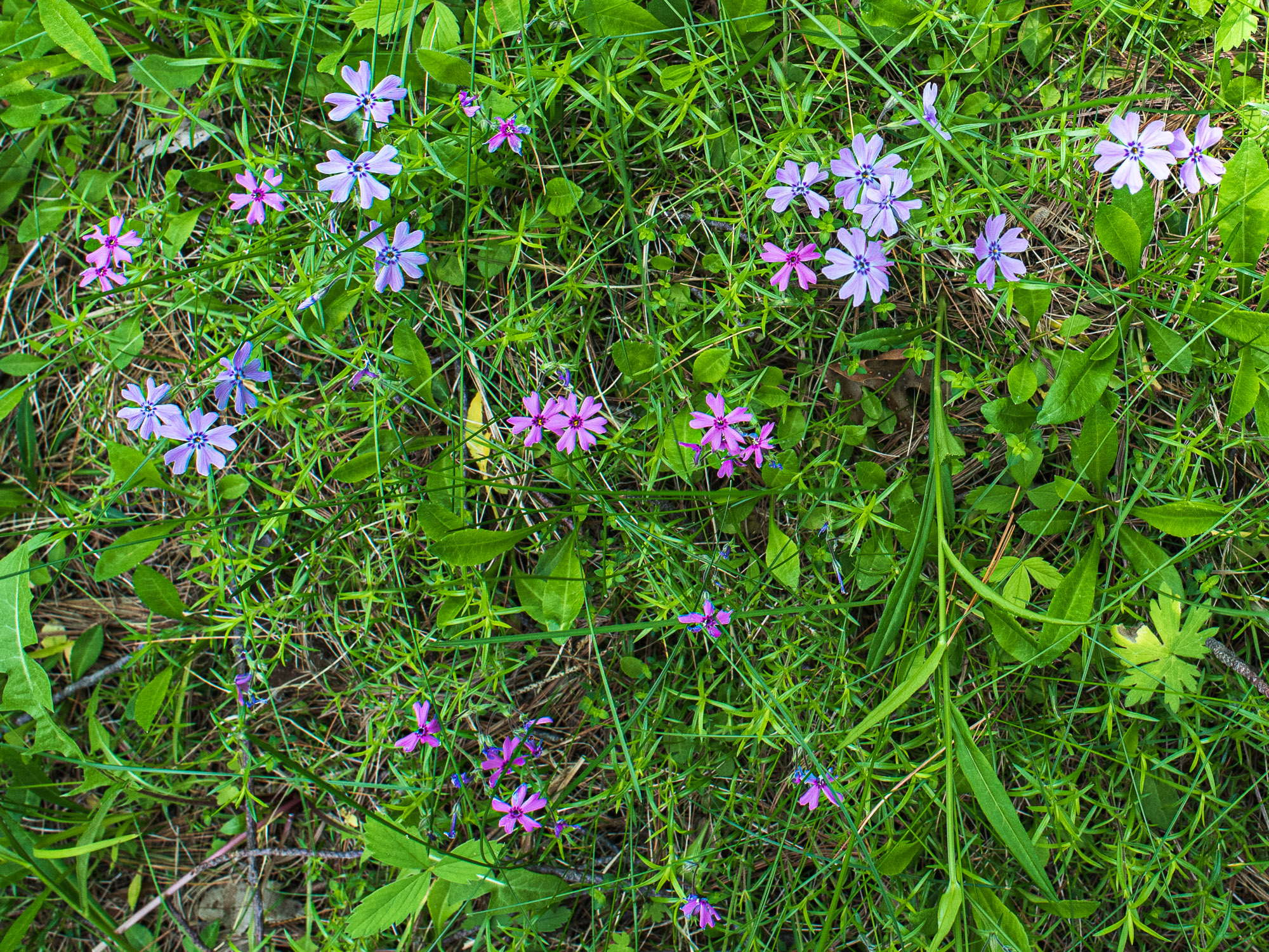 Musk Mallow