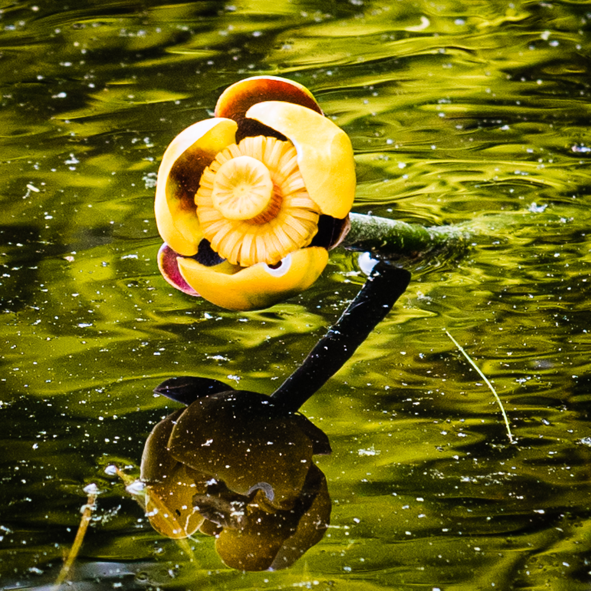 Yellow Pond Lily