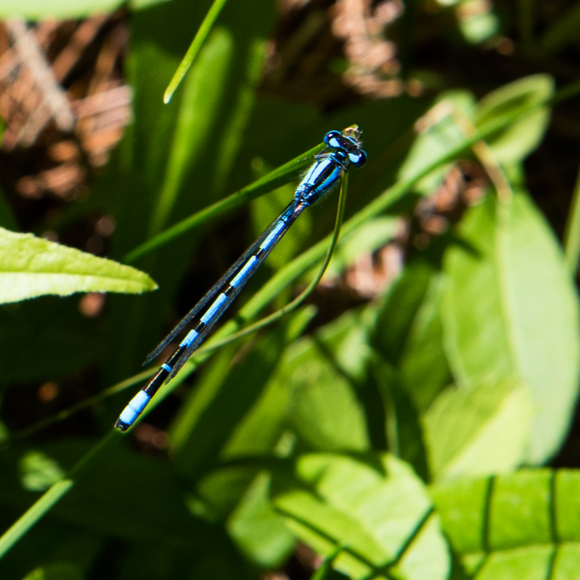 Libellule bleue