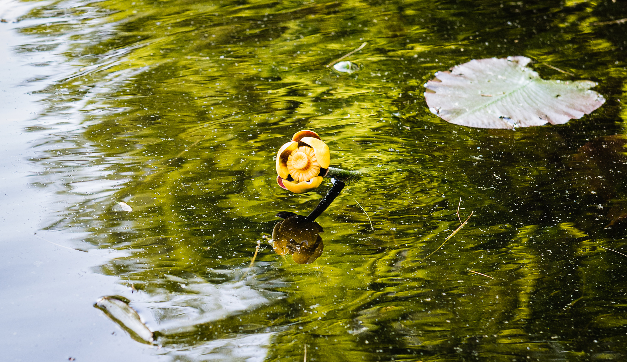 Yellow Pond Lily