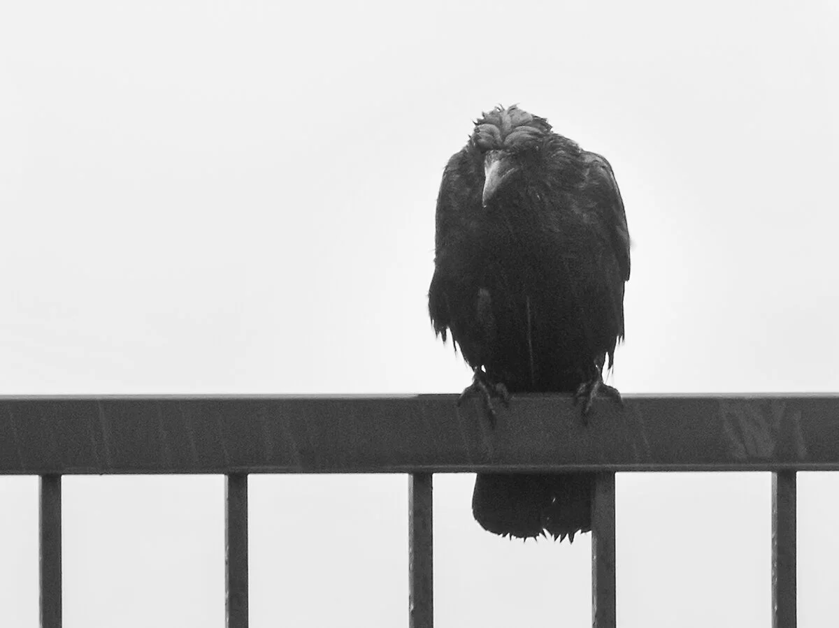 Sale tempête sur le mont Royal