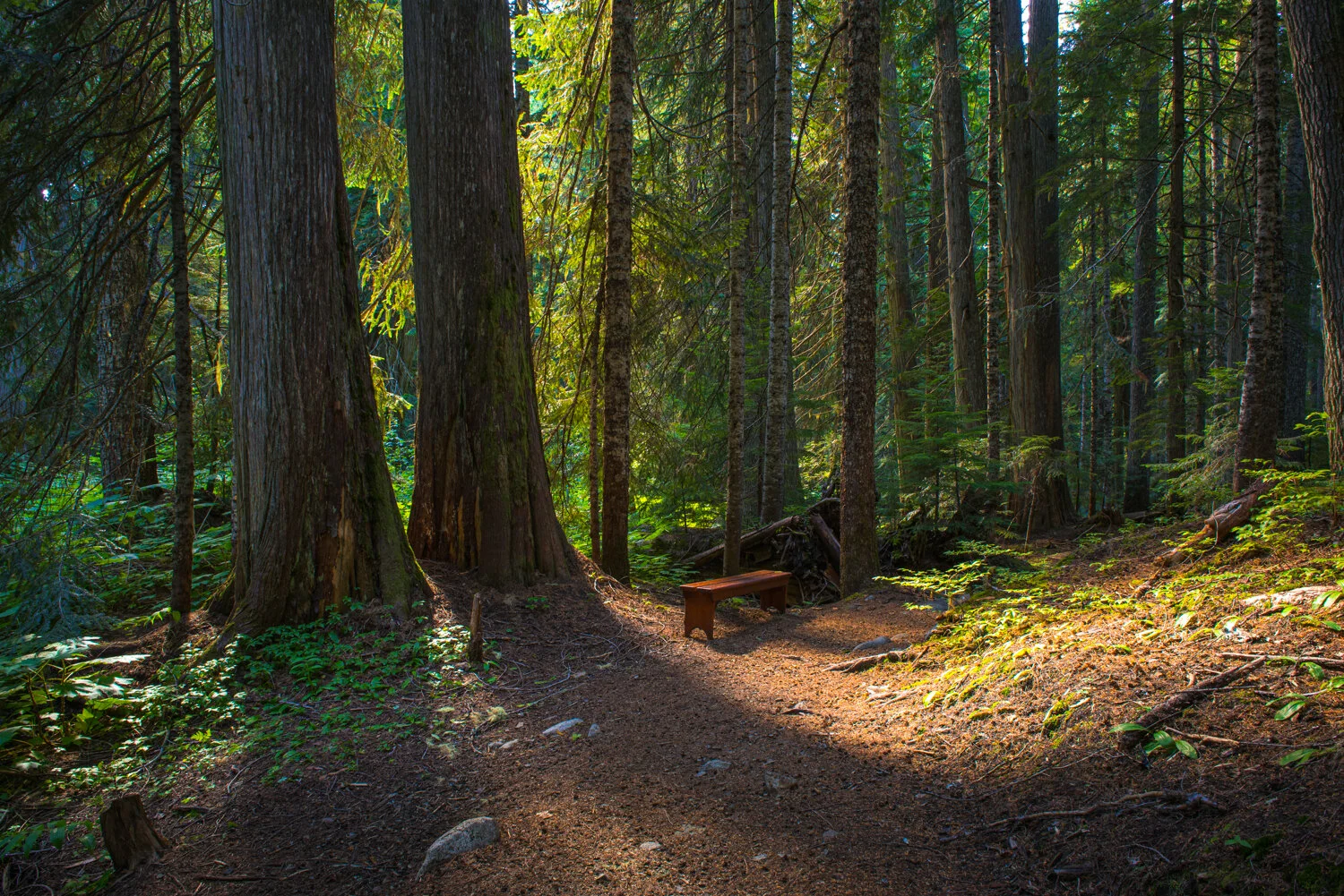 Enchanted forest, BC