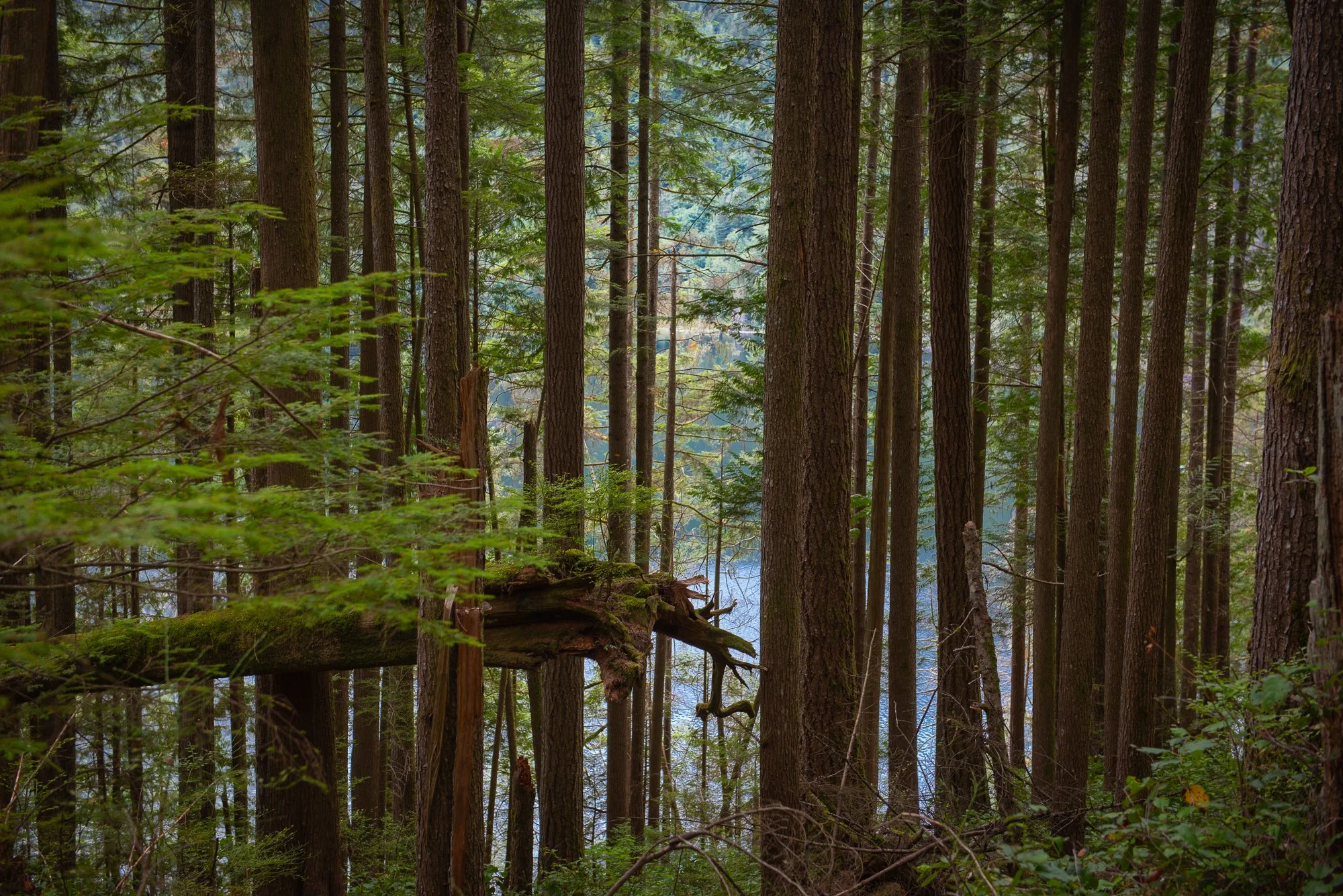Buntzen Lake