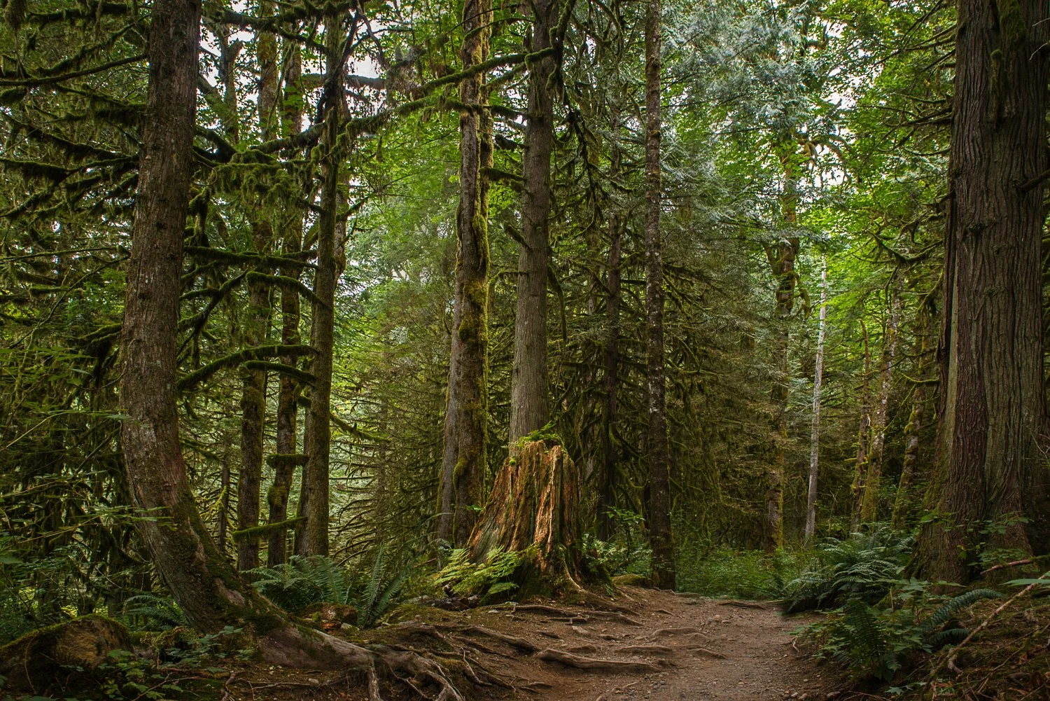 Buntzen Lake