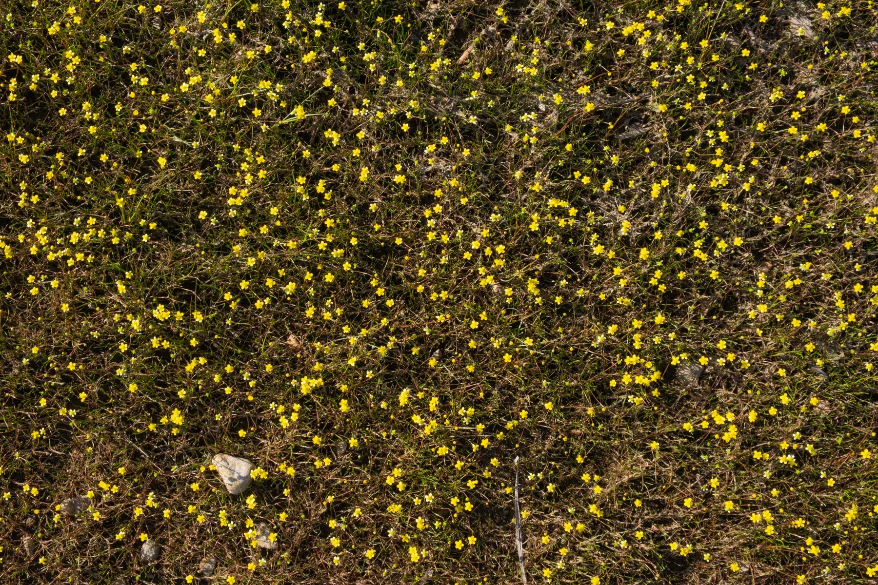 Petite fleurs jaune, en abundance au sol.