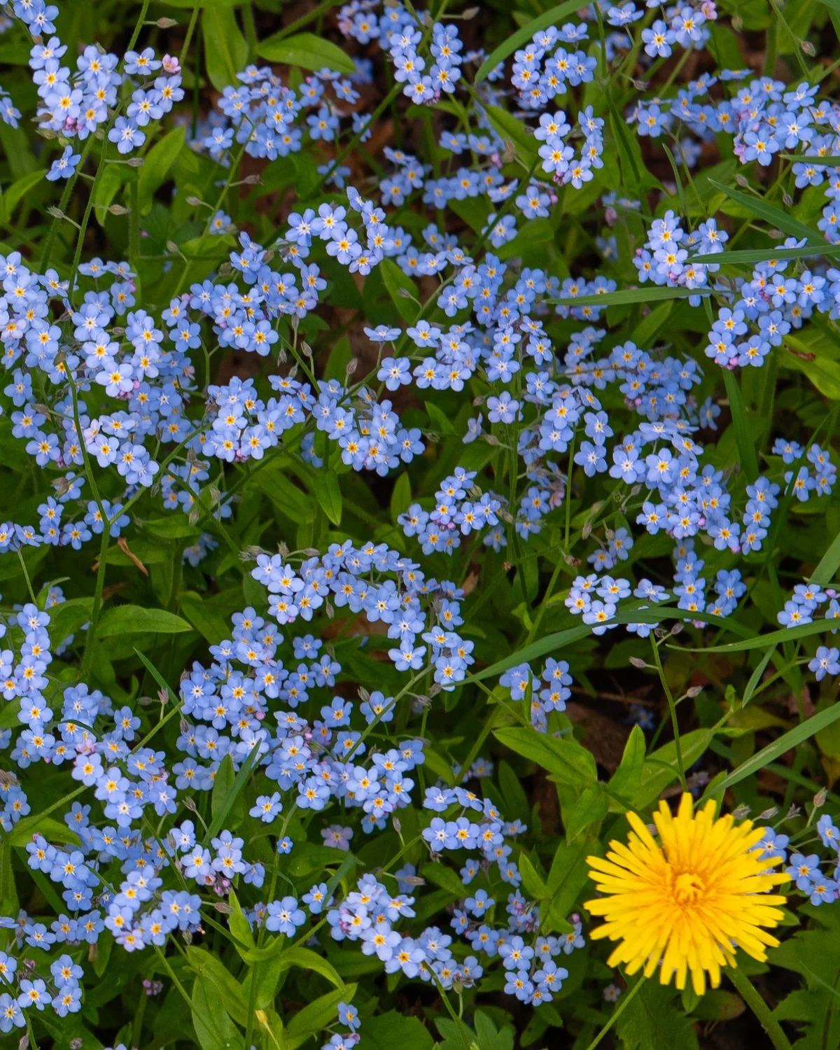 Myosotis et Pissenlit, Sainte-Rose du Nord