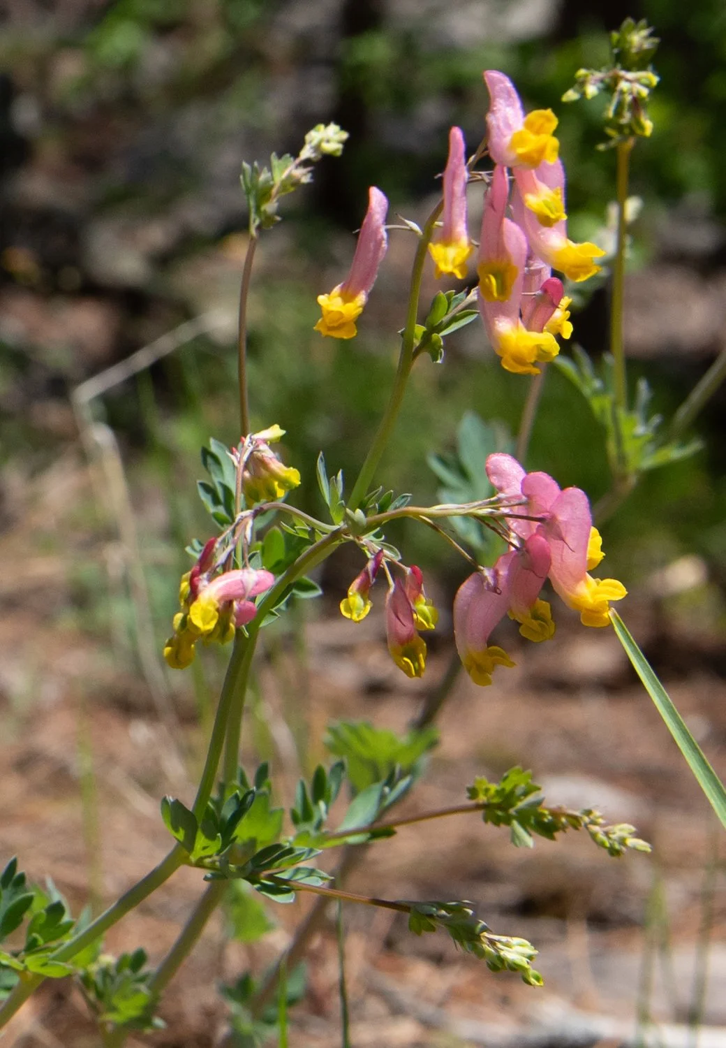 Corydalis pâle, Sainte-Rose du Nord