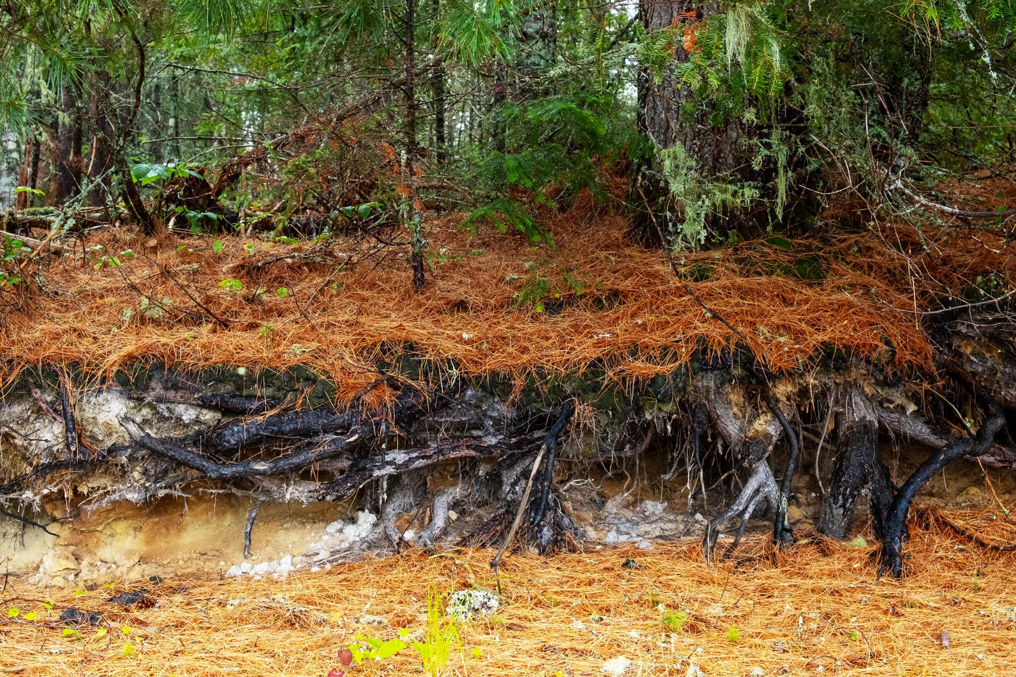 Traces de foudre