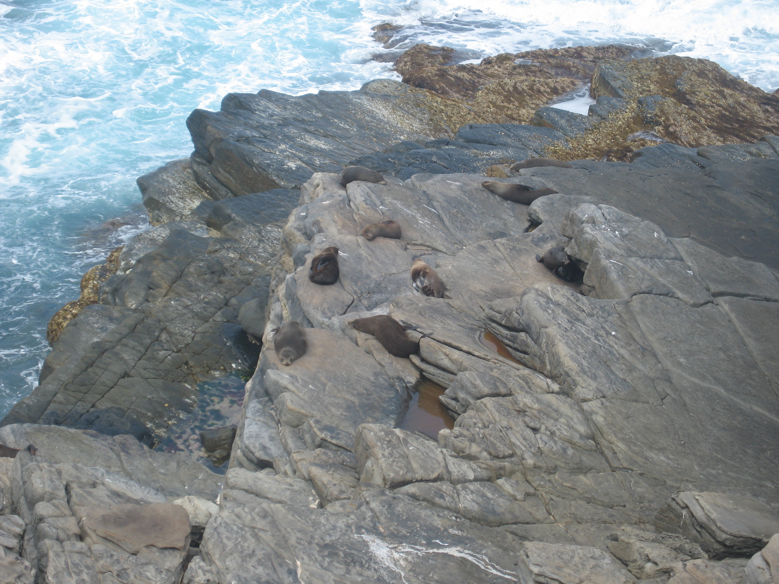 Sea Lions at Admiral's Arch!