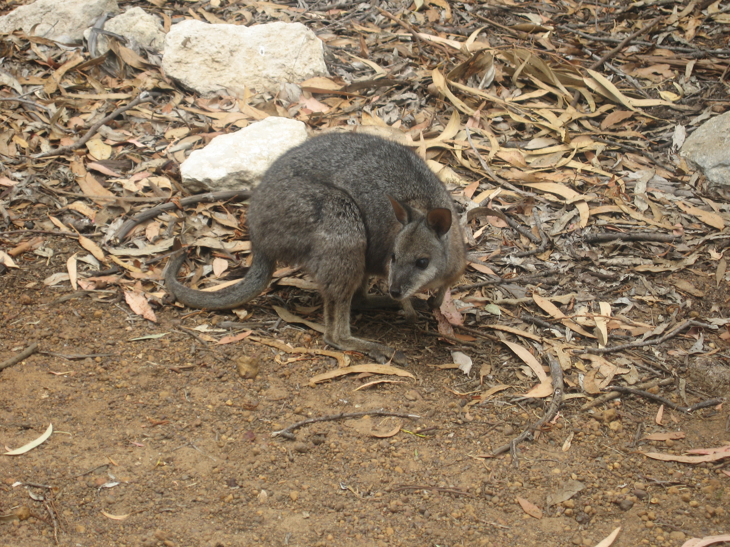 It's a Wallaby!