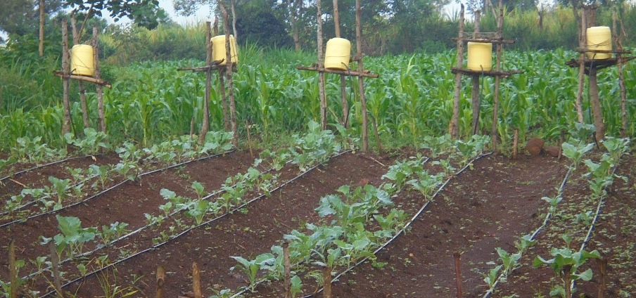 These jerricans (yellow buckets) are part of our simple irrigation system improvised by our orphans and staff